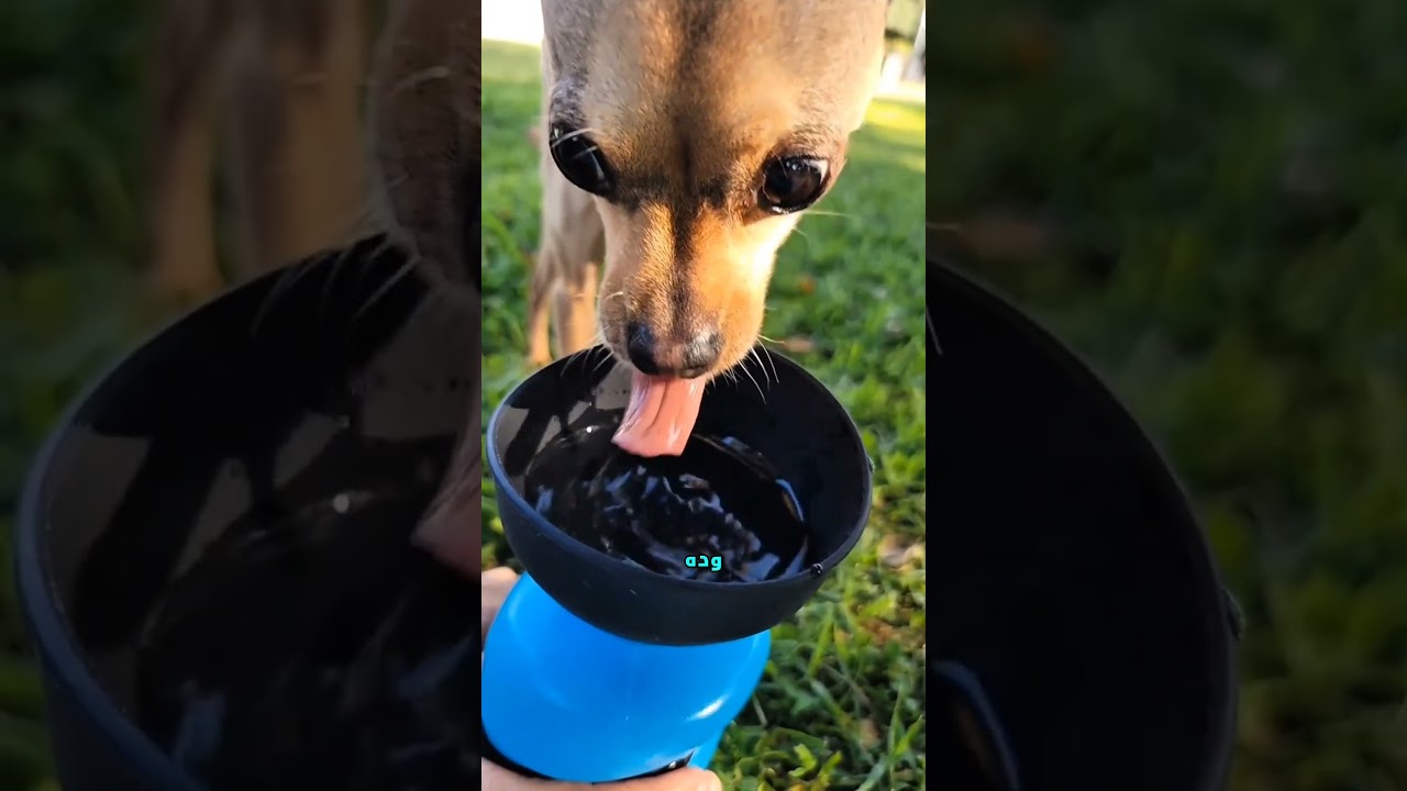 ليه القطط بتشرب أحسن من الكلاب  ؟