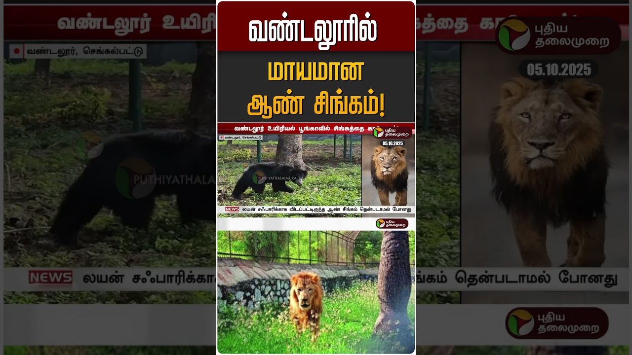 வண்டலூரில் மாயமானஆண் சிங்கம்! | Vandaloor Zoo