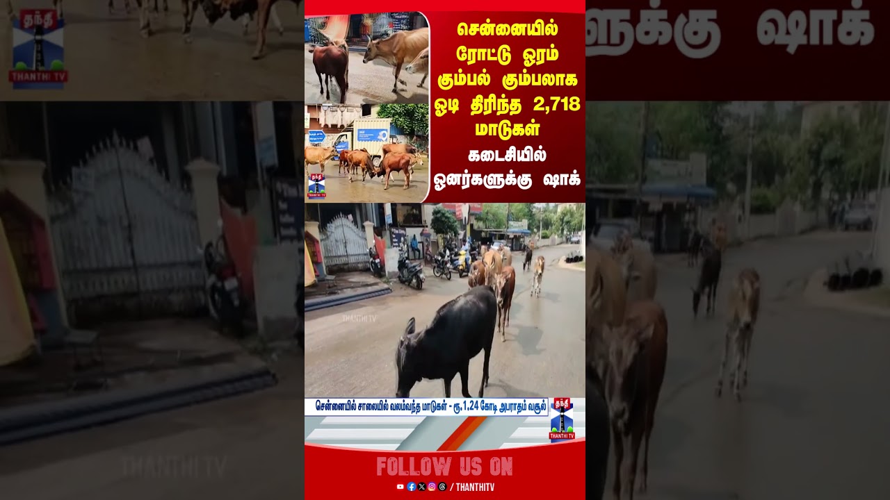 chennai | cattle | cow | thanthitv