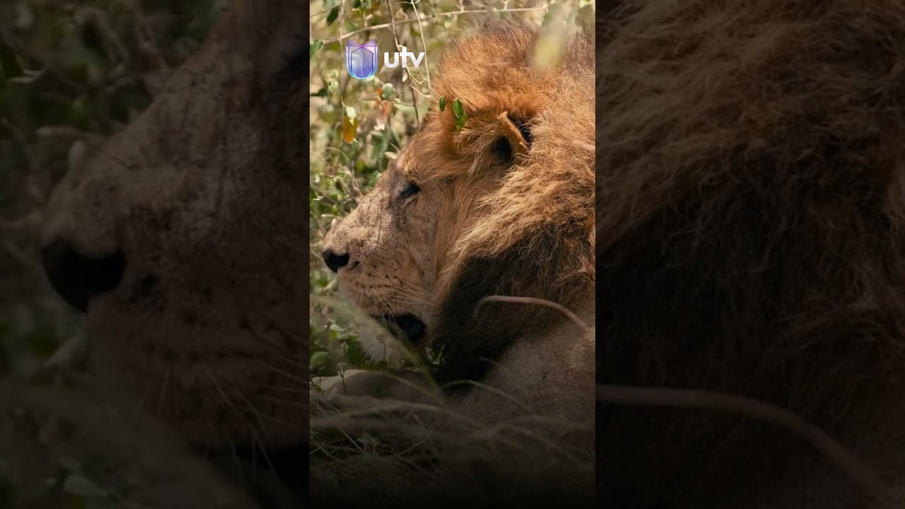 "أسد هارب" يُعطل الدوام في بغداد… والشرطة تكشف الحقيقة