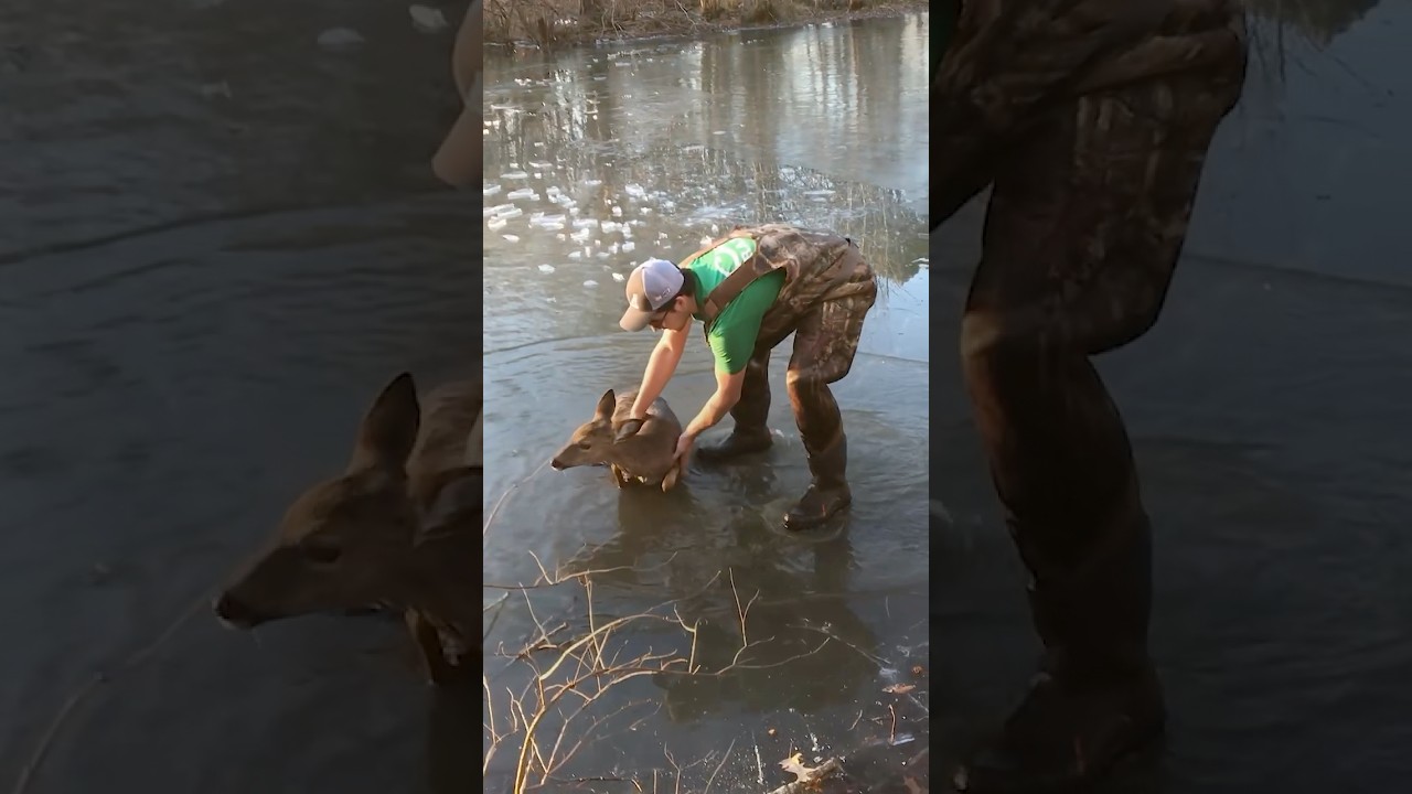 Baby Deer Trapped On A Freezing Pond