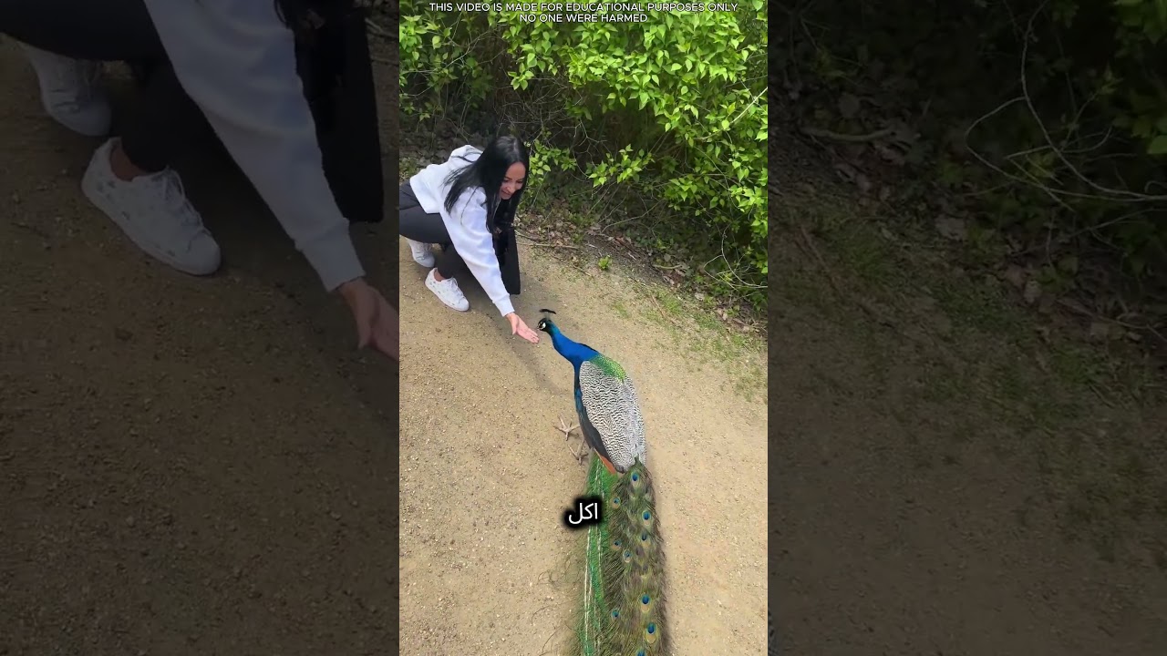 💫🦚 الصبر والحب وتحقيق الأحلام!