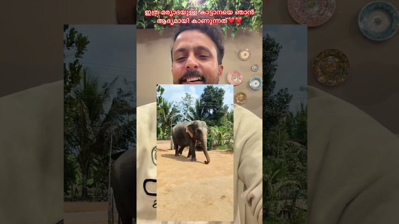 ഇത്ര മര്യാദയുള്ള കാട്ടാനയെ ഞാൻ ആദ്യമായാണ് കാണുന്നത്❤️❤️❤️ #humanity #motivation