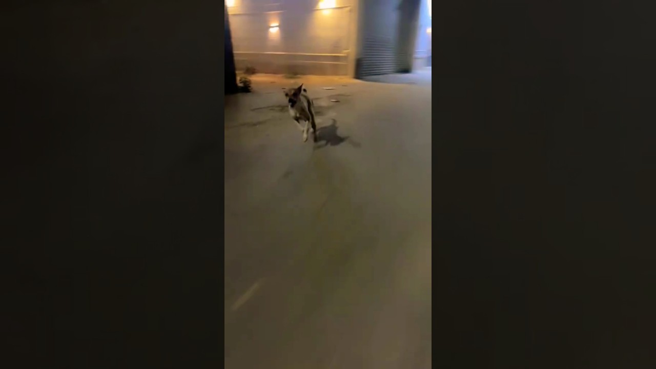 الحلقة الأخيرة من الترند       #تركض_لي