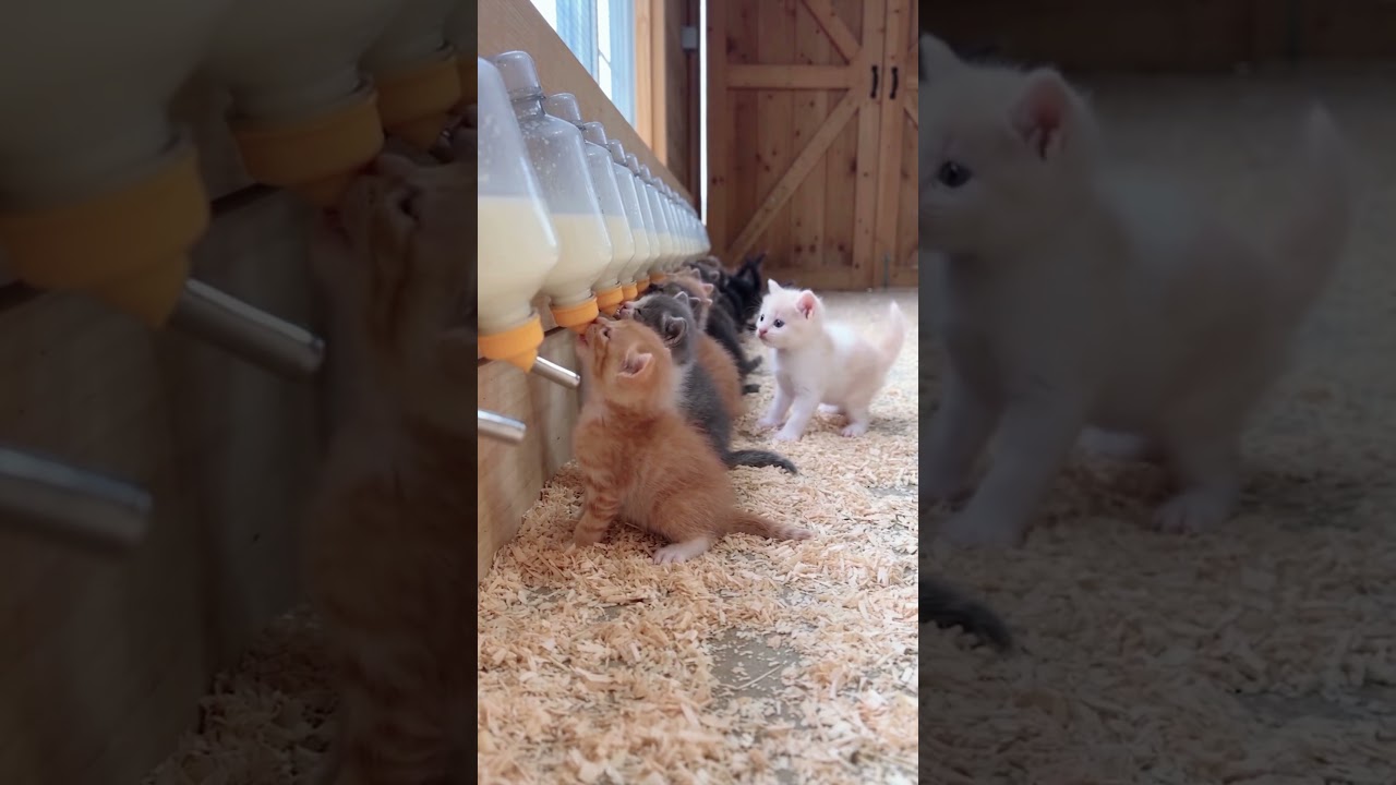 kittens having their milk Time 🐱🥛🍼 #kitten #cat