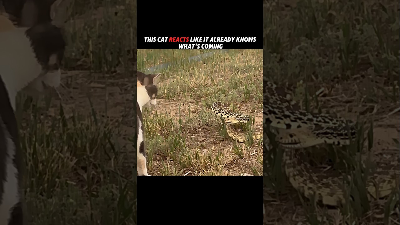 The Fastest Reflexes in the Animal Kingdom! #trending #animals #wildlife #cat