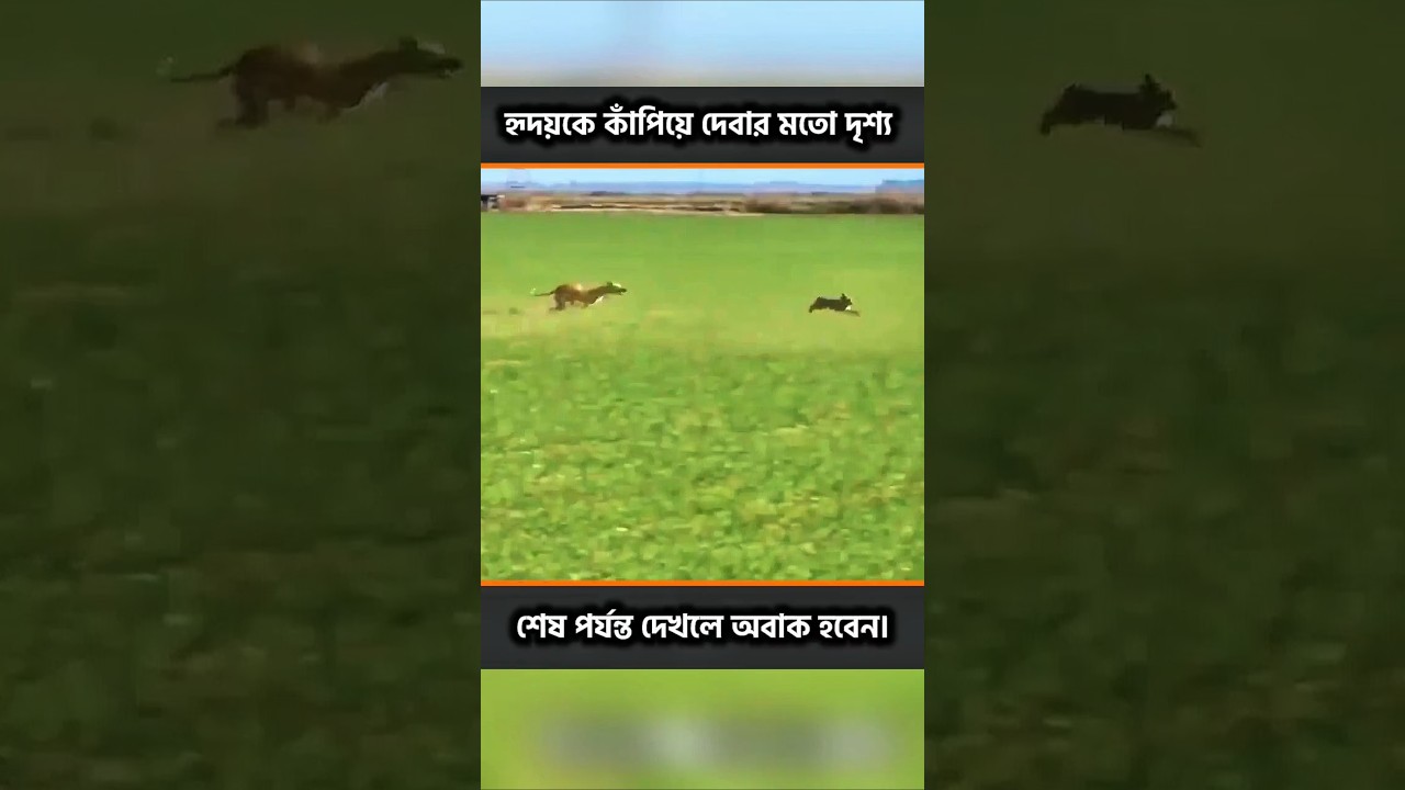 চোখের পলকেই গায়েব! ৩টি কুকুরকেও হার মানালো এই খরগোশ! #shorts