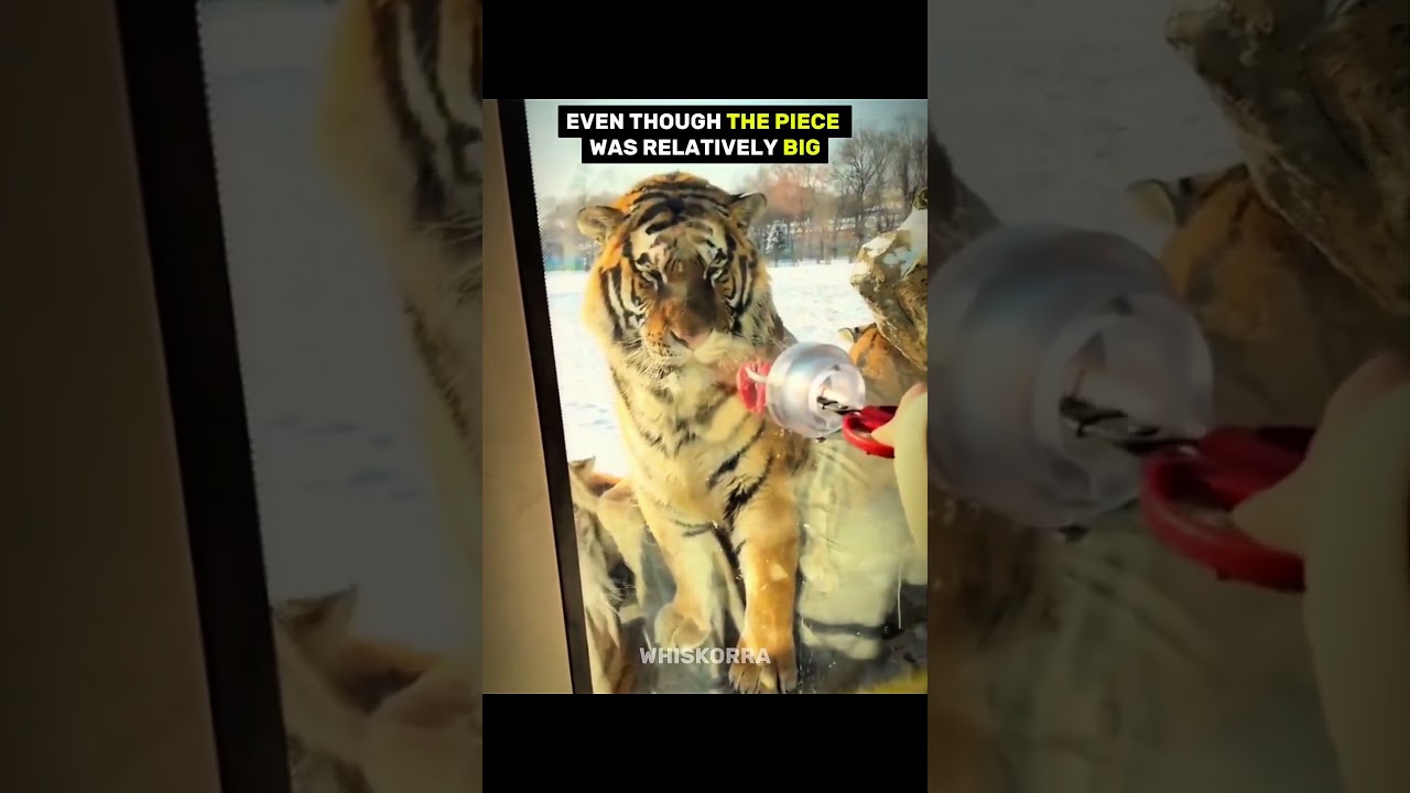 This tiger doesn’t care about meat 😳