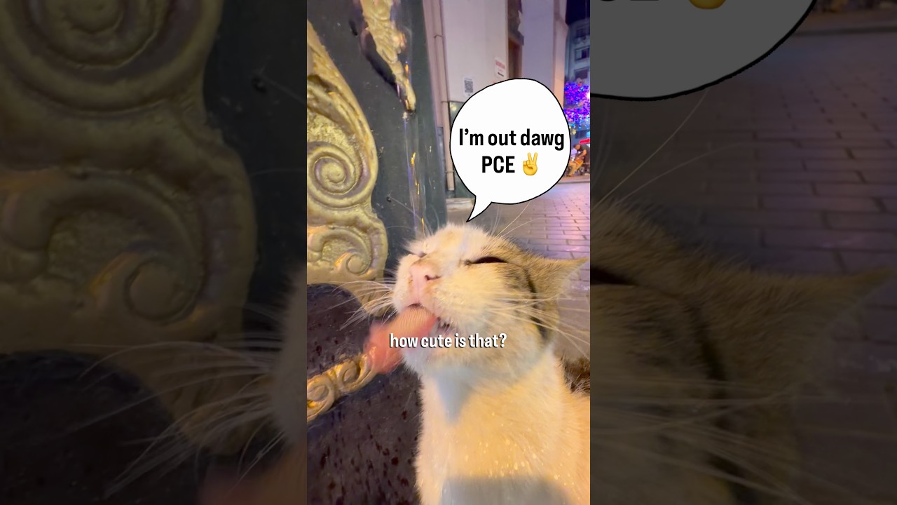 This cat can communicate what he wants better than som humans 😌