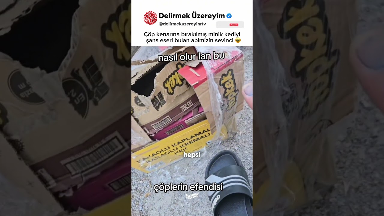 Çöp kenarına bırakılan kediyi bulan abimizin sevinci 🥹 #kedi #kedisevgisi #shorts