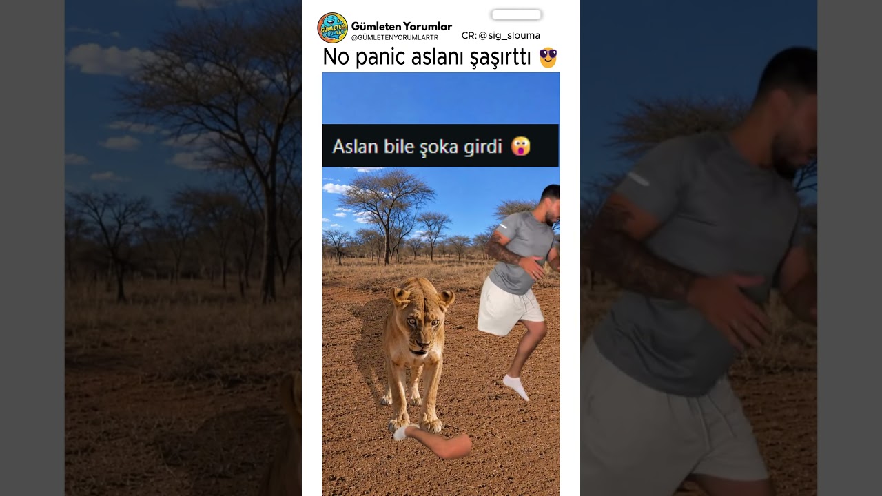 No panic aslanın hakkını veriyor 😂