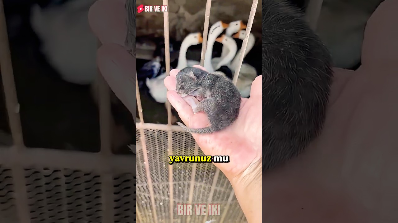 Minik Yavruyu Kimse Sahiplenmedi! 😱🐥