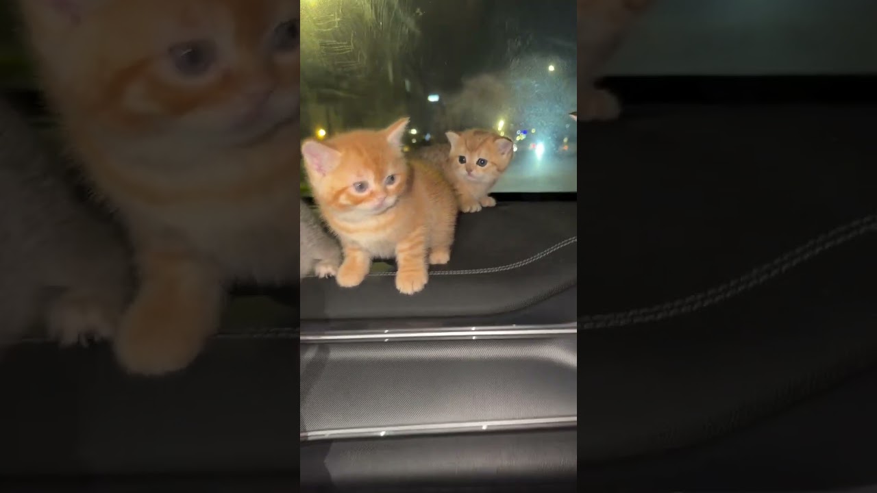 كل النكهات موجود 🍒🍉🥭🍊