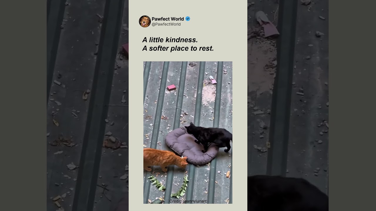 The Sweetest Delivery for Two Curious Cats
