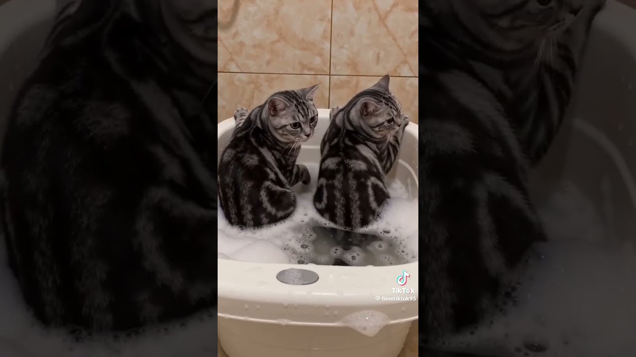 #افف#ملاكمة#ضحك #رحمه_محسن#العوضى😂#cat#رامز#دجاجة#اندومي#إندومي #المداح#ترند#shortvido#shorts#short