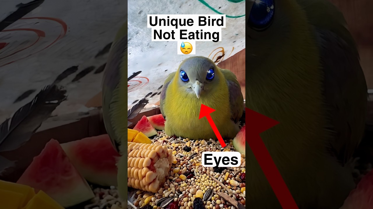 Yellow Bird Not Eating 😓