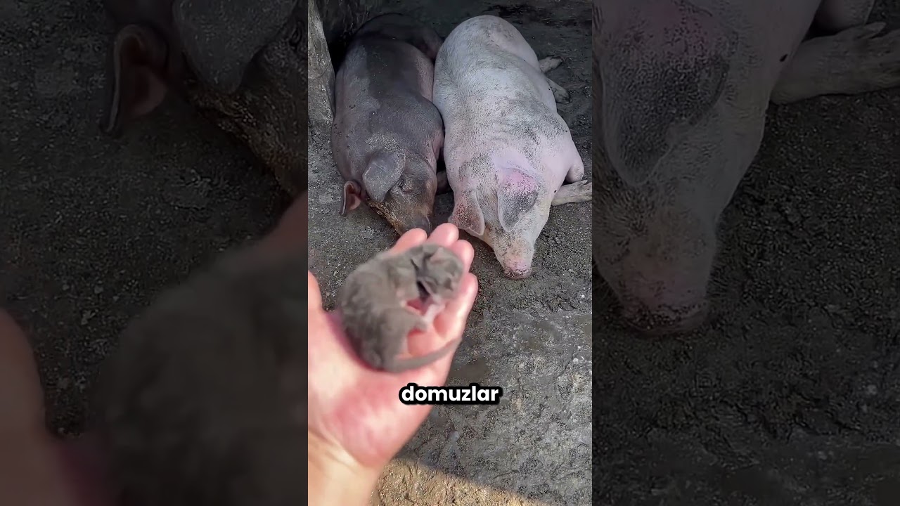 Bu Yavru Kedinin Evi Yok 🥺😭