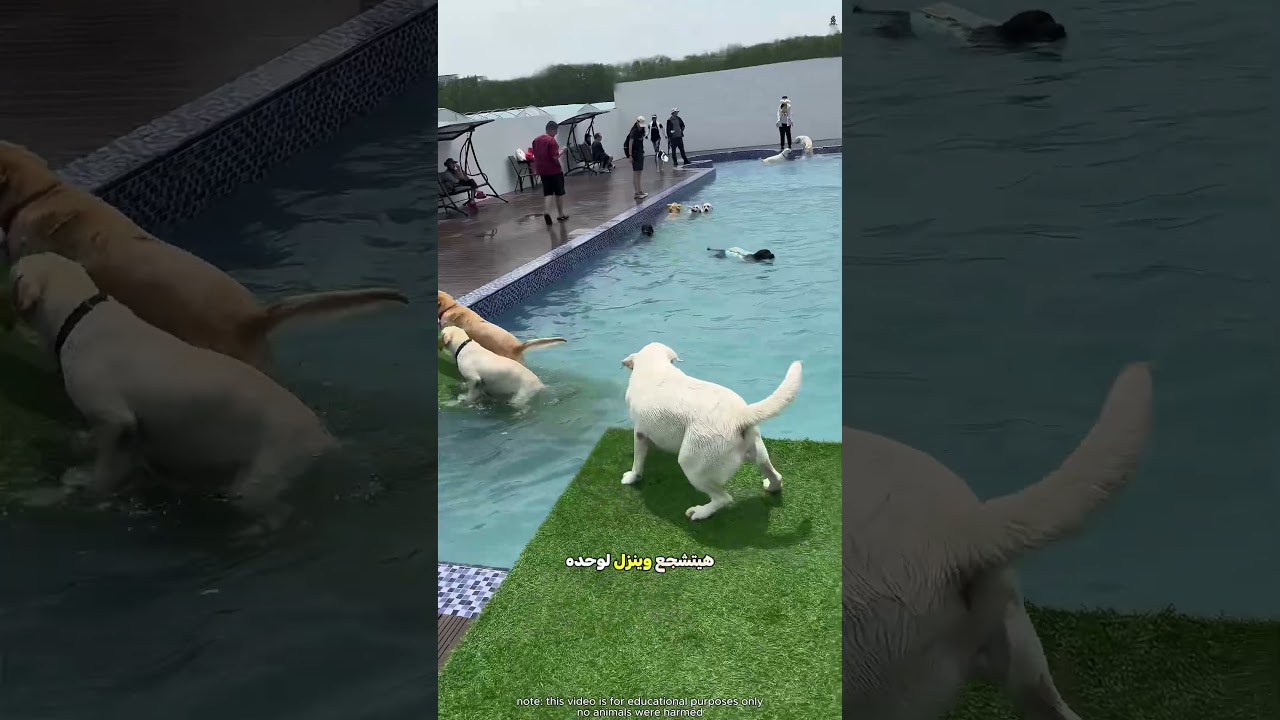 الكلب ده أول مرة يشوف حمام سباحة 🐕