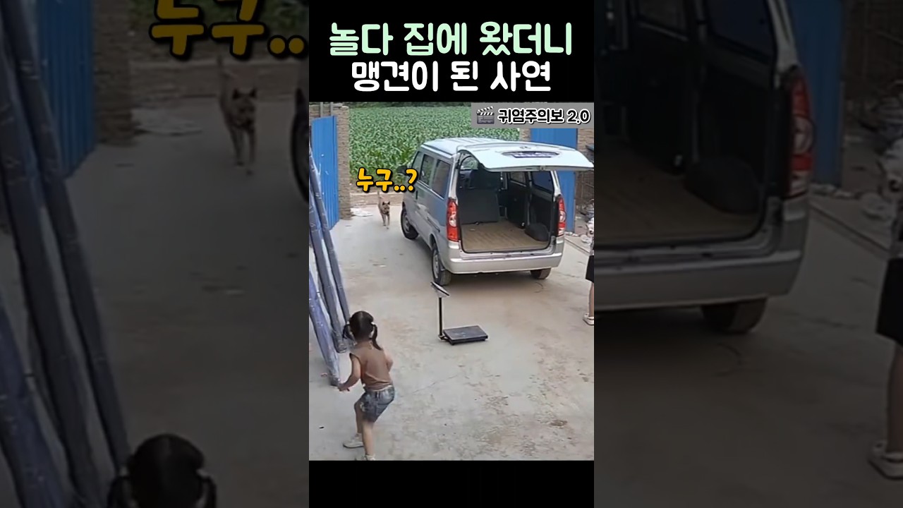 놀다 집에 왔더니 맹견이 된 사연 #강아지 #반려견 #동물 #웃긴영상