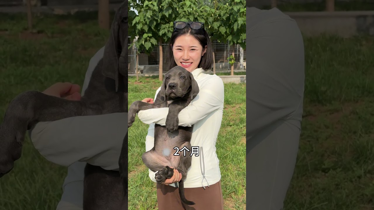 Guard dog puppy vs. adult, which do you prefer? #MountainEagleCaneCorso #GuardDog #SmallestGuardDog