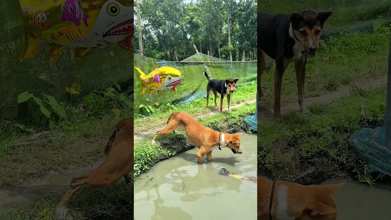 New dog funny video #funny #comedyvideos #interestingclips #memeclip #comedy #pets #animals #cutedog