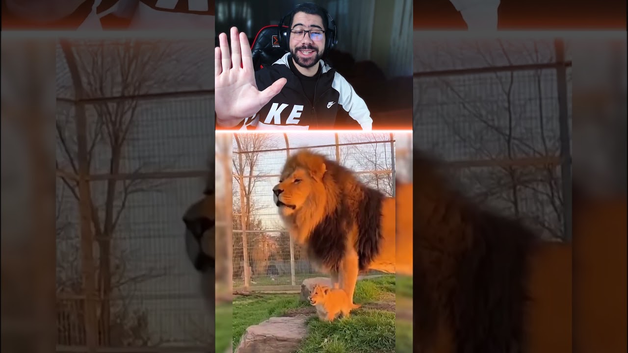 الفرق بين زئير الاسد وزئير الشبل