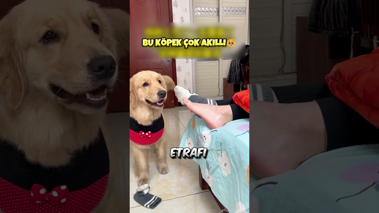 Bu Köpek Sahibini Çok Seviyor❗️❤️