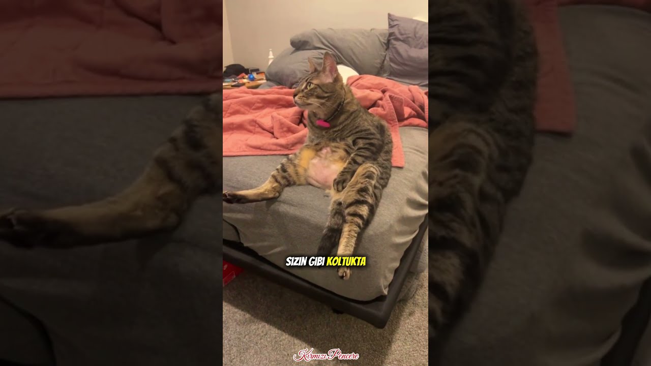 Kediniz Aslında Kedi Olduğunu Bilmiyor 🐾🤫