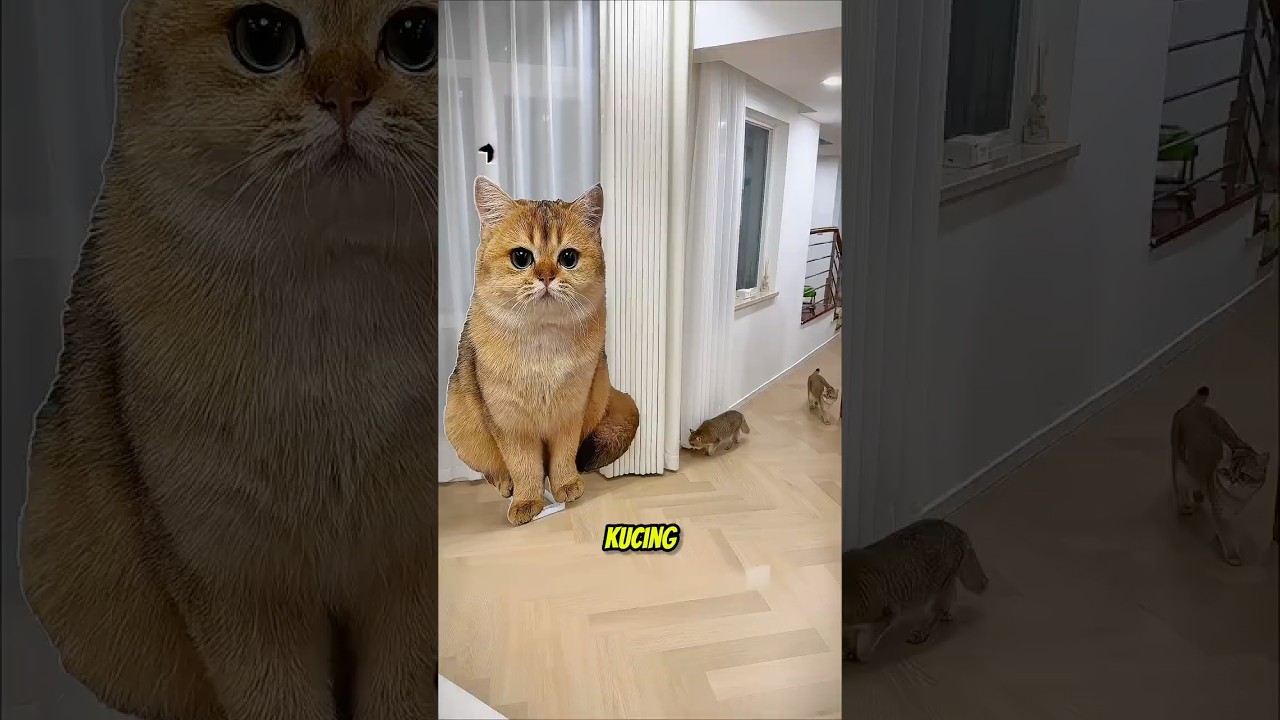Anak kucing ini balas dendam dengan kencingin sofa majikannya 🤣 #shortviral #kucing