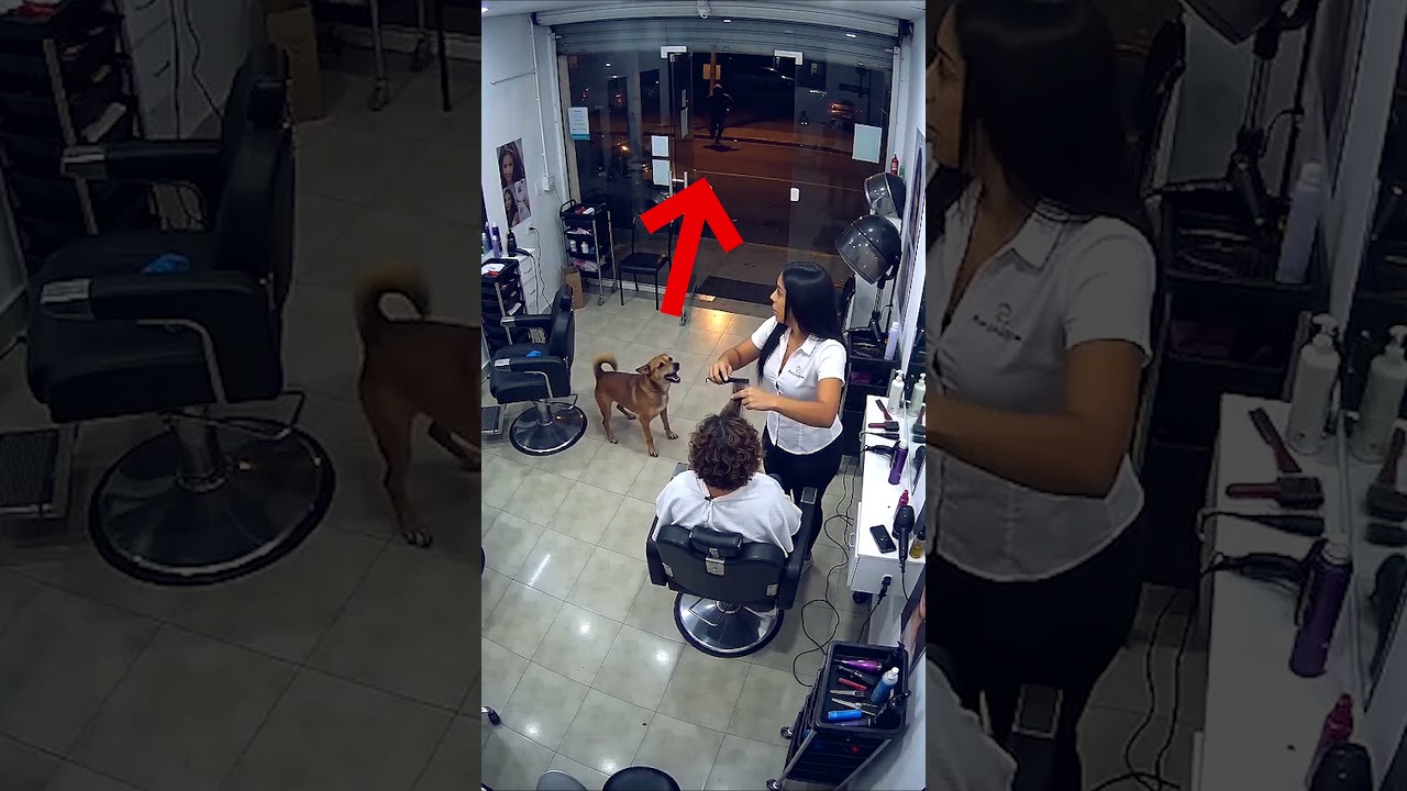 Cuando este perro llegó alterado al salón, nadie imaginó lo que venía 😱