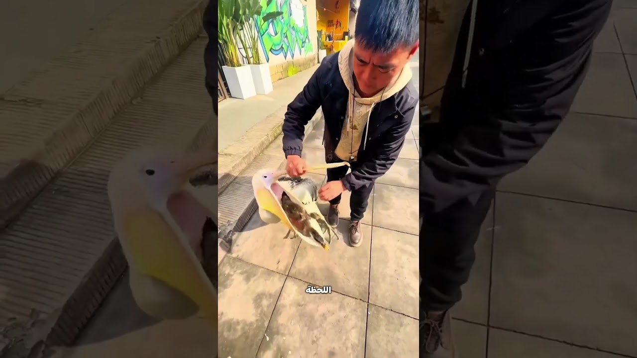 البجعة دي بتاكل بط! 😳