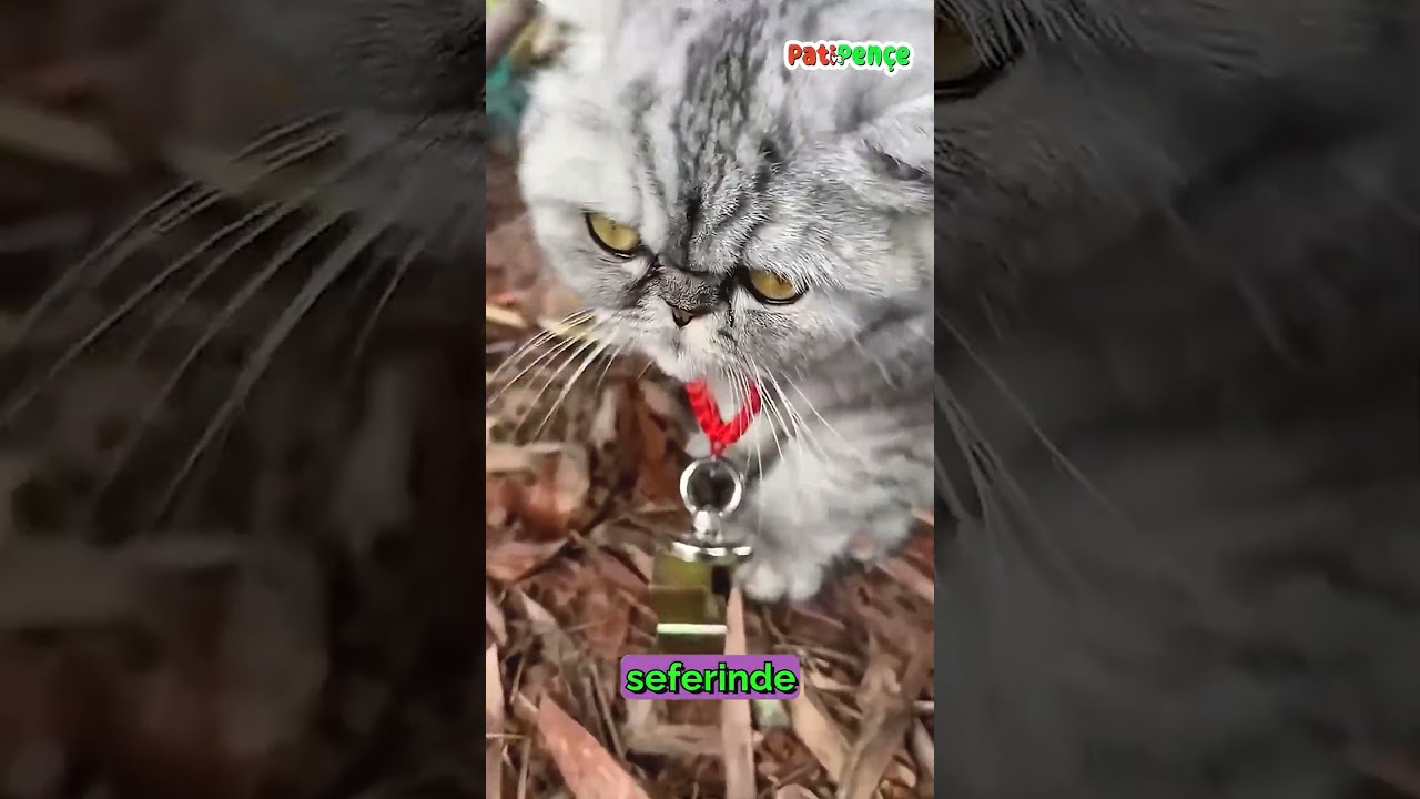 Bu Kedi Her Gün Metal Topladı… Sonu ŞOK ETTİ!