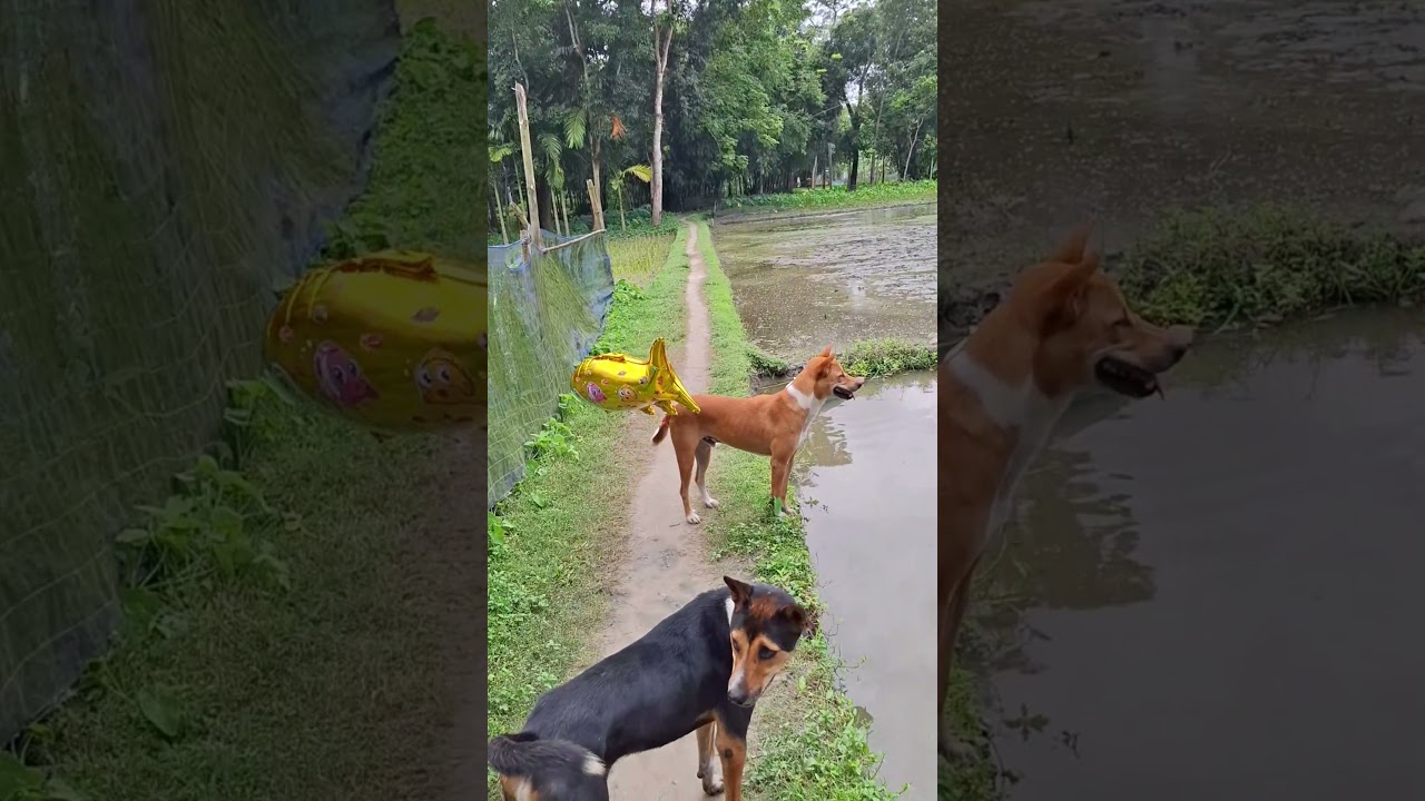 dog viral funny video. #viral #reels #shorts #tb #funny #reels #comedy #video