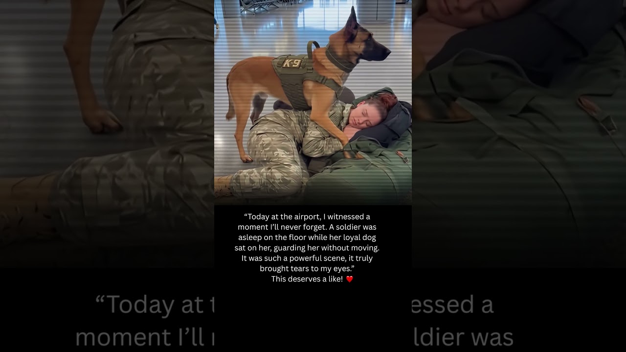 Loyal Dog Guards Sleeping Soldier