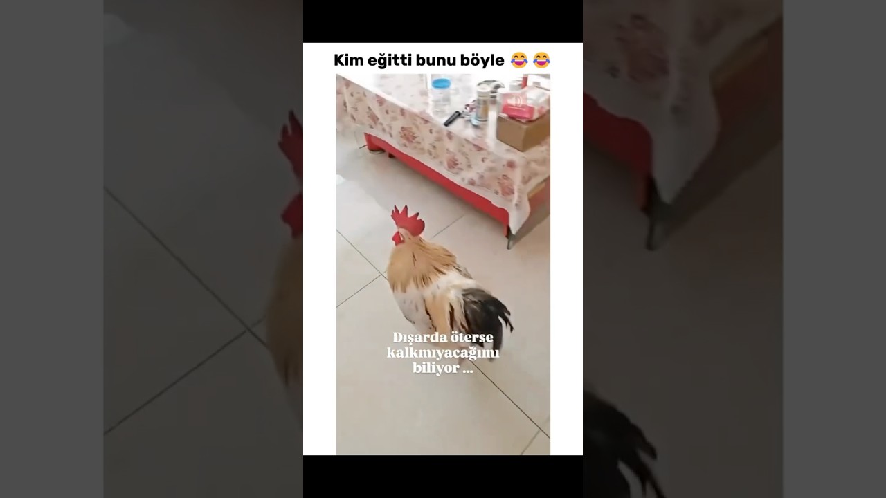 Kim eğitti ki ? #horoz #alarm #eğitim #komik #komikvideo