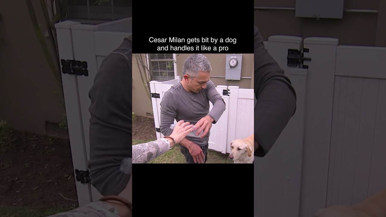 How To Handle an Angry Dog Like A Pro #dogwhisperer