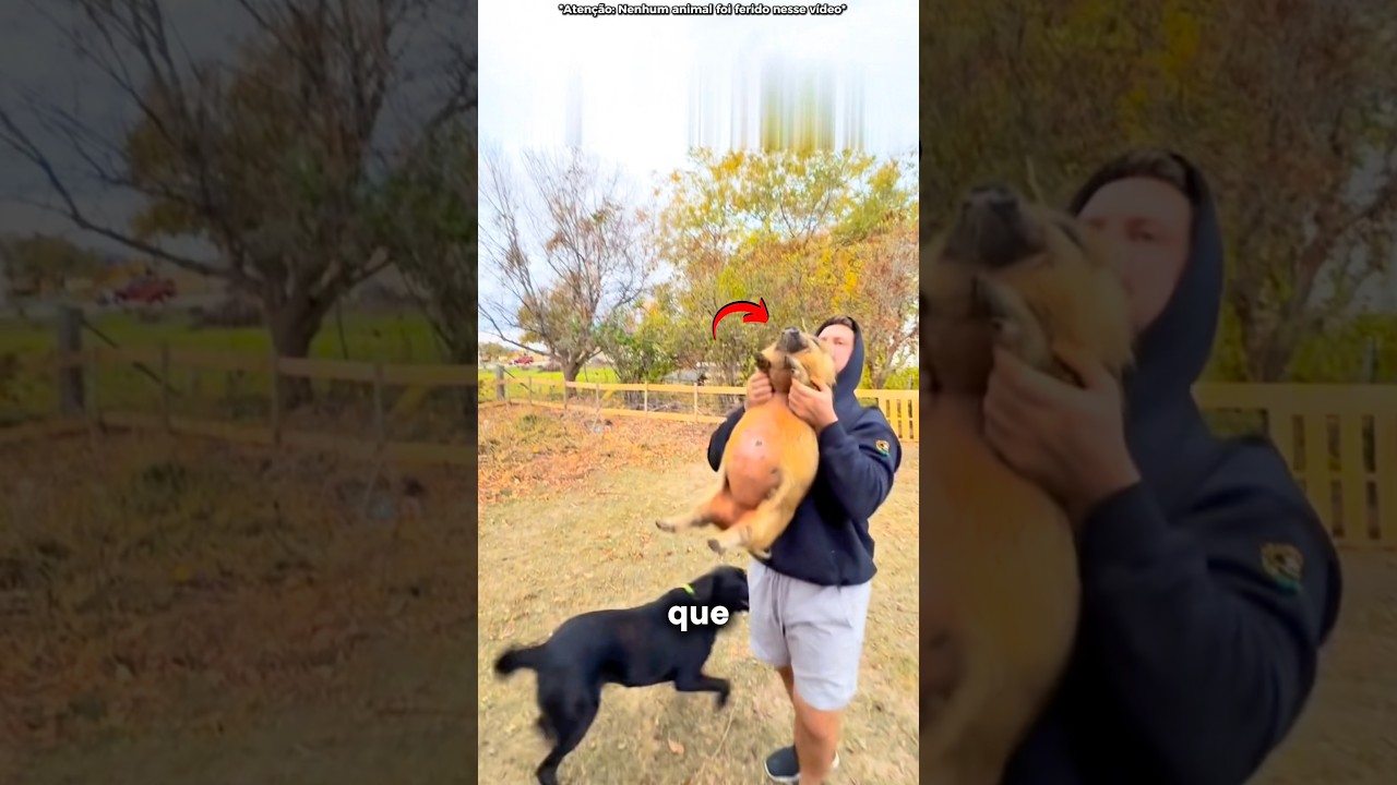 Porcos Não OLHAM Para o Céu! #curiosidades #incrivel