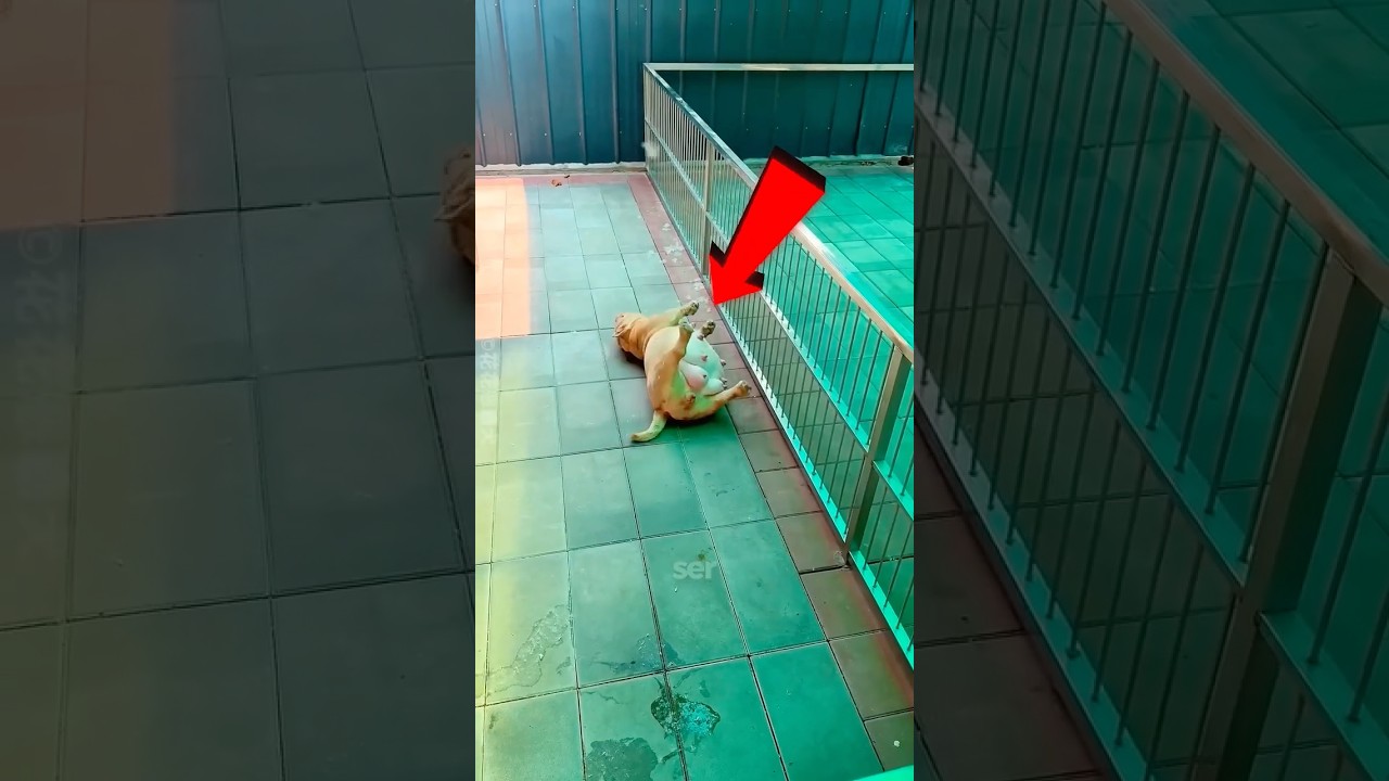 ESSA CACHORRINHA TEVE VÁRIOS FILHOTES!