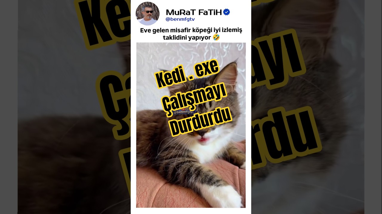 Köpek Taklidi Yaparak Ekstra Mama Koparmaya Çalışan 🐱 #kedi #kedivideoları
