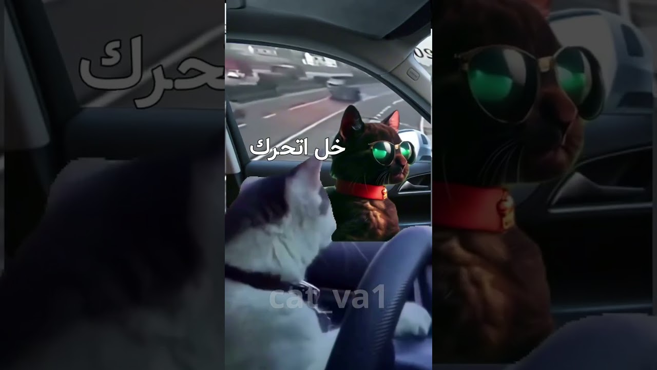 البشر ما بيعرفو يسوقوا 🤣 #cat #كوميديات #اكسبلور #هتضحك #تحشيش #قطط
