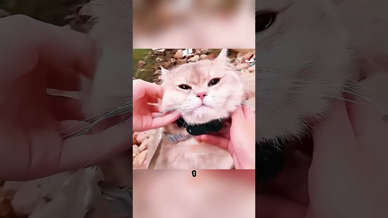 Kedi Gizli Hazineleri Buldu! Bulduğu Altınlar Herkesi Şaşkına Çevirdi 😱 #shorts