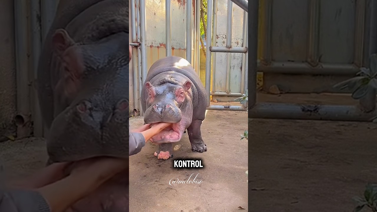 Su Aygırının Kıskançlığı 😂🦛