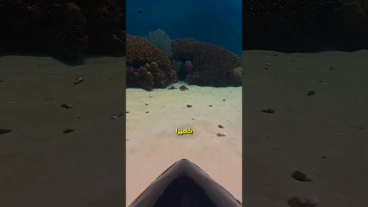 سمك التونة عامل حفلة🐟
