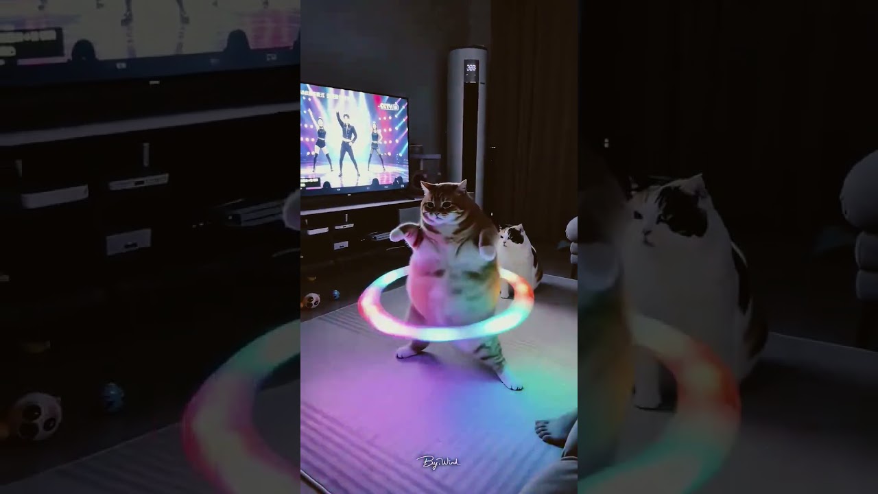 Hilarious daily moments of cats 😂