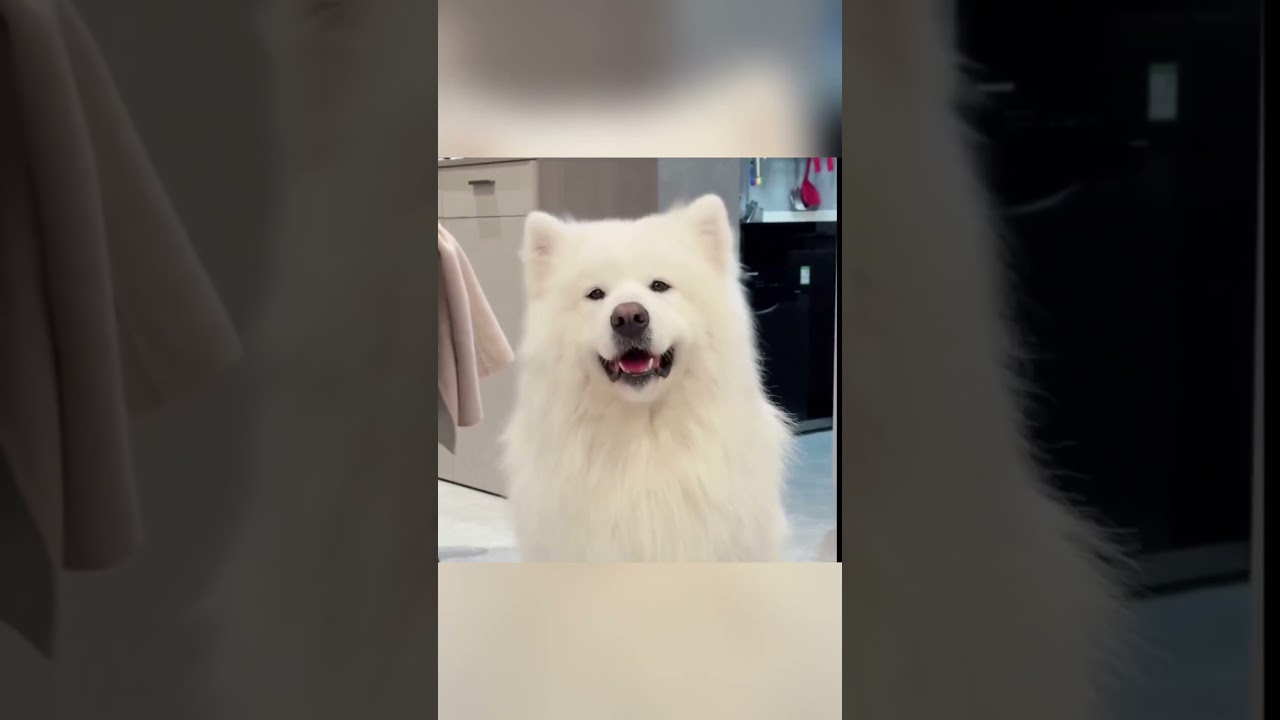The Dogs Who Became Her Lifelong Light