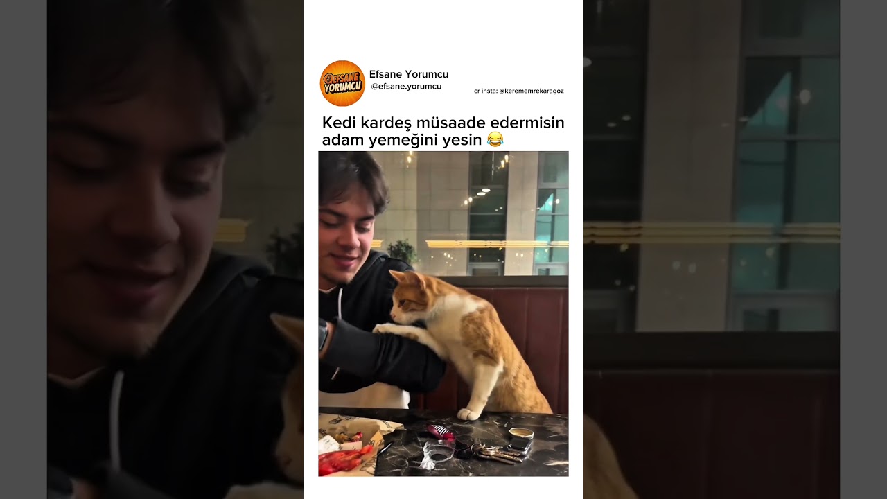 Bu kedinin rahat vereceği yokk