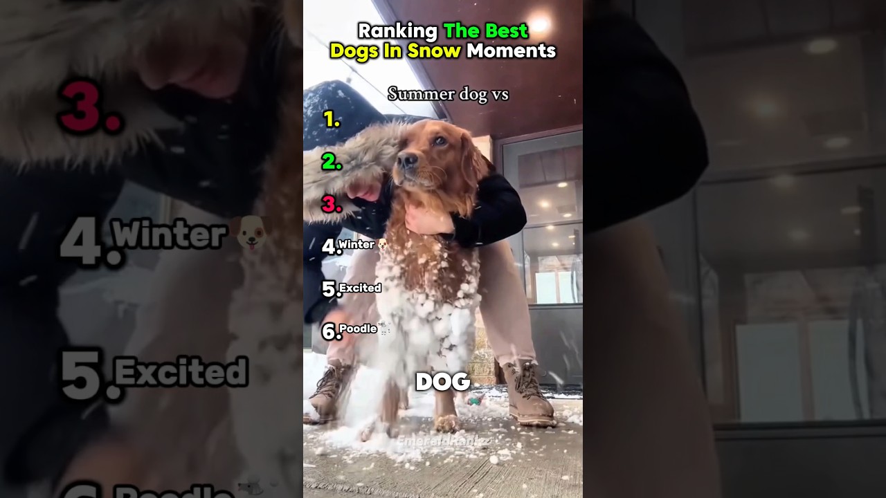 Ranking The Best Dogs in Snow Moments ❄️🐶 #usa