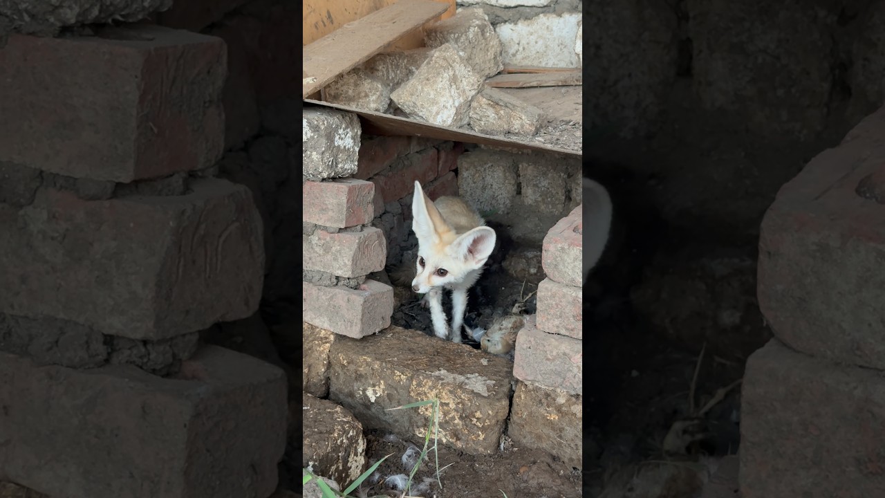 ثعلب الفنك ينقض بقوه علي الدجاجه The fennec fox launches a powerful attack on the chicken. 🦊🐔