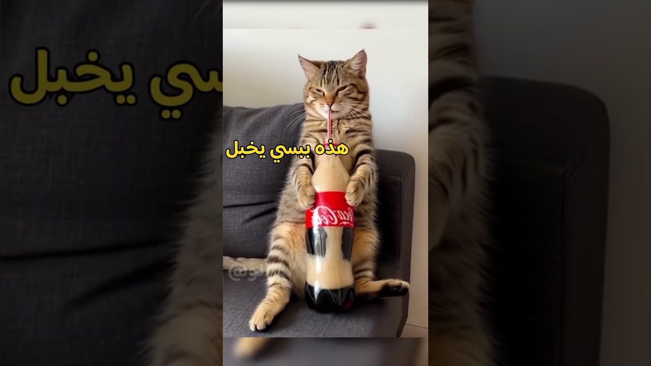 #foryou #العراق #saudiaarbia #دبلجة #fyp أقوى مقلب بابو قطه