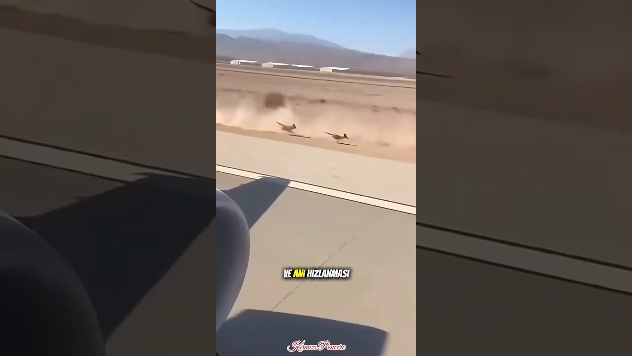 Bu Kuş Avcısıyla Kafa Buluyor 🐦🤫